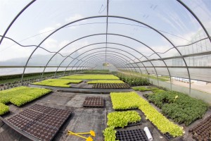 VrtnarijaBensa-7054 (Large)