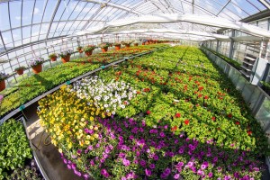 VrtnarijaBensa-7073 (Large)