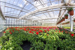 VrtnarijaBensa-7082 (Large)