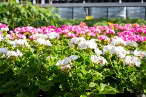 VrtnarijaBensa-7115 (Large)