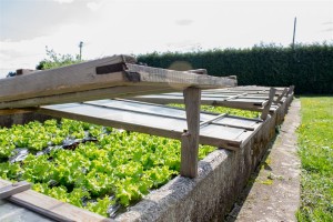 VrtnarijaBensa-7145 (Large)