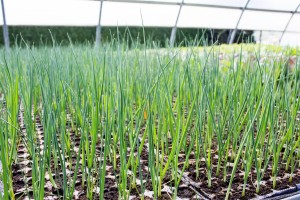 VrtnarijaBensa-7153 (Large)