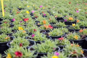 VrtnarijaBensa-7160 (Large)