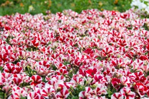 VrtnarijaBensa-7221 (Large)  