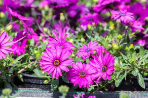 VrtnarijaBensa-7238 (Large)  