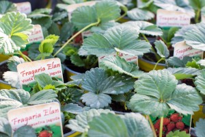 VrnarijaBensa-7115 (Large)