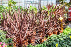 VrtnarijaBensa-7142 (Large)