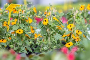 VrtnarijaBensa-7201 (Large)    