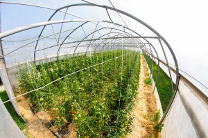 VrtnarijaBensa-8897 (Large)